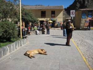 This dog is not dead, but rather decided that the middle of the Plaza was a good place to sleep.