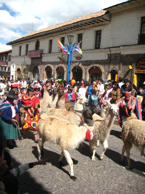 Parade through the streets, complete with llamas.